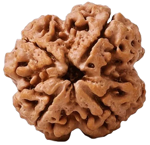 Authentic Rudraksha Bead