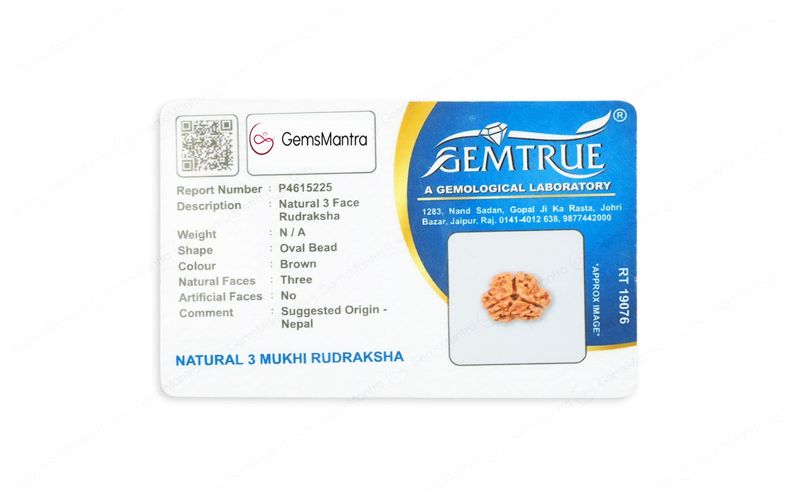 Natural 3 Mukhi Rudraksha (Nepali)