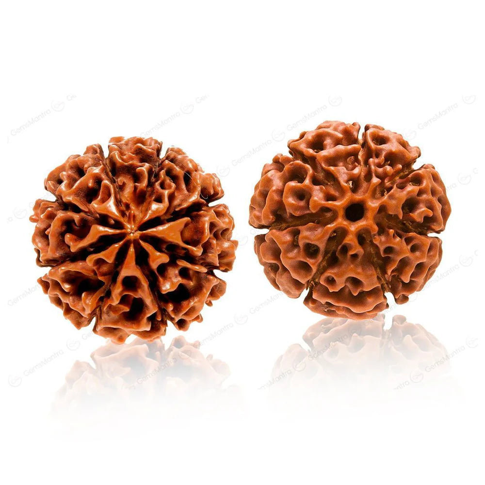 Shubh Samriddhi Rudraksha Combo – 7 & 8 Mukhi Rudraksha