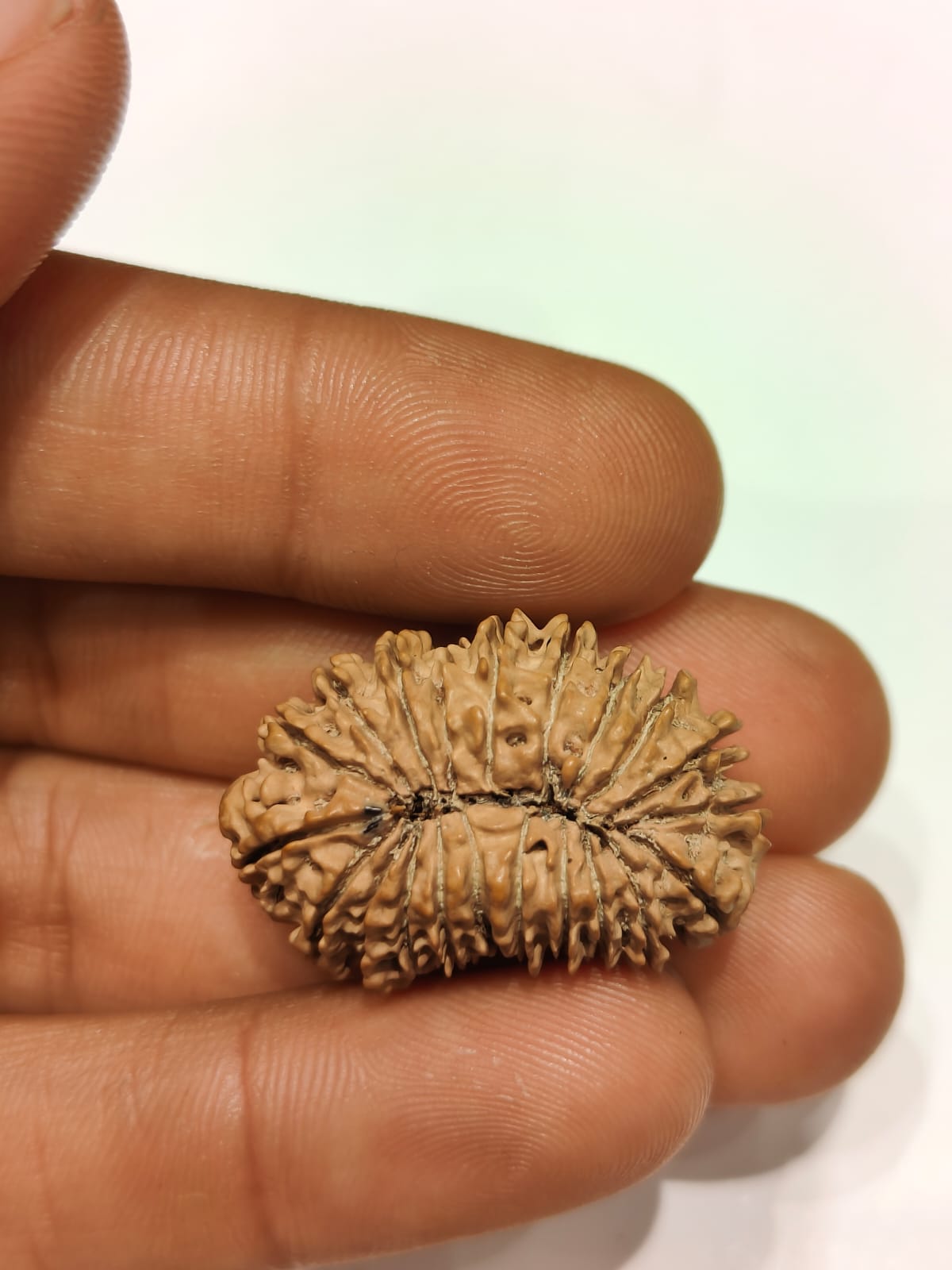 21 Mukhi - Rarest Nepal Rudraksha - variant 1