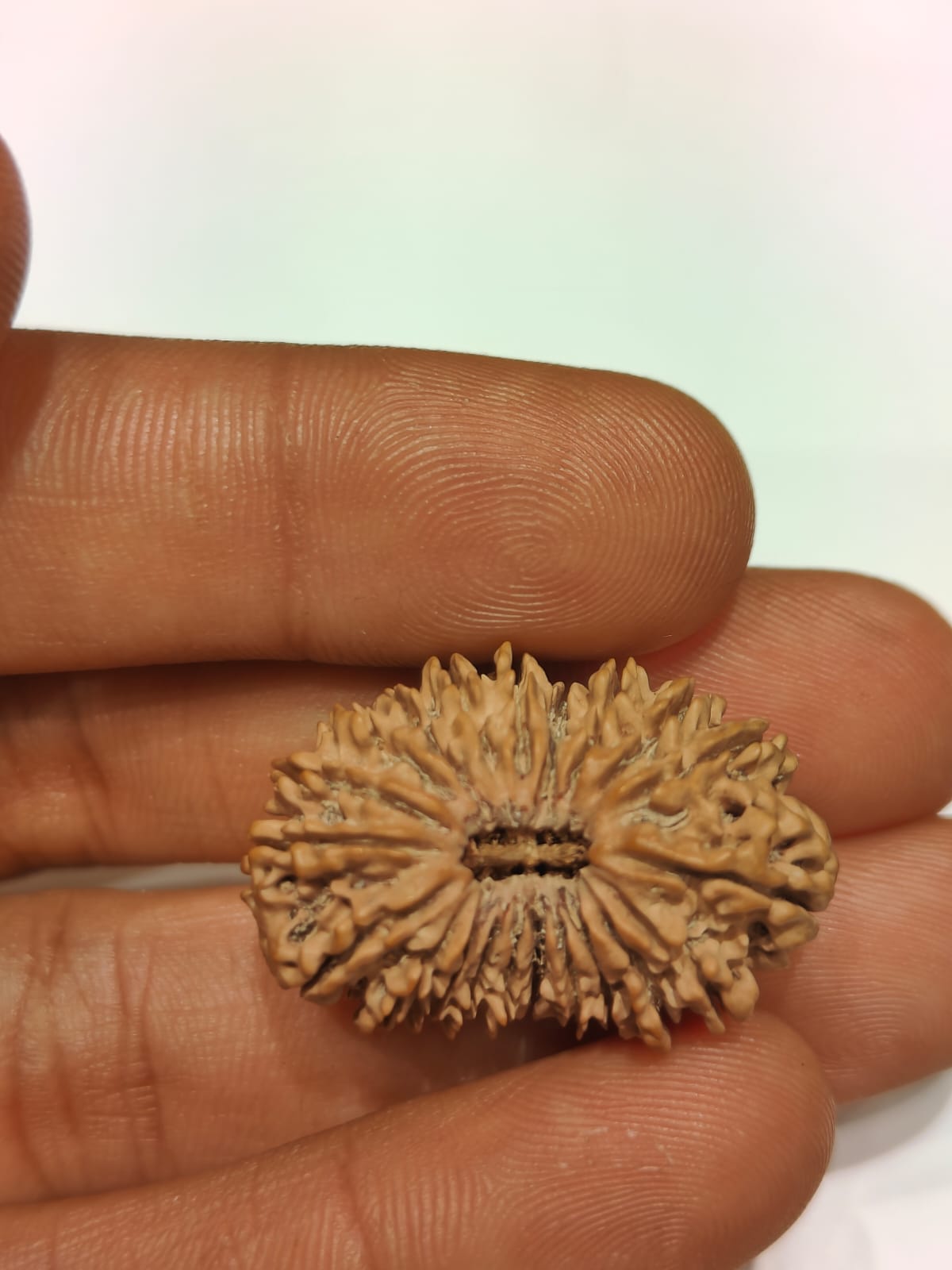 21 Mukhi - Rarest Nepal Rudraksha - variant 1