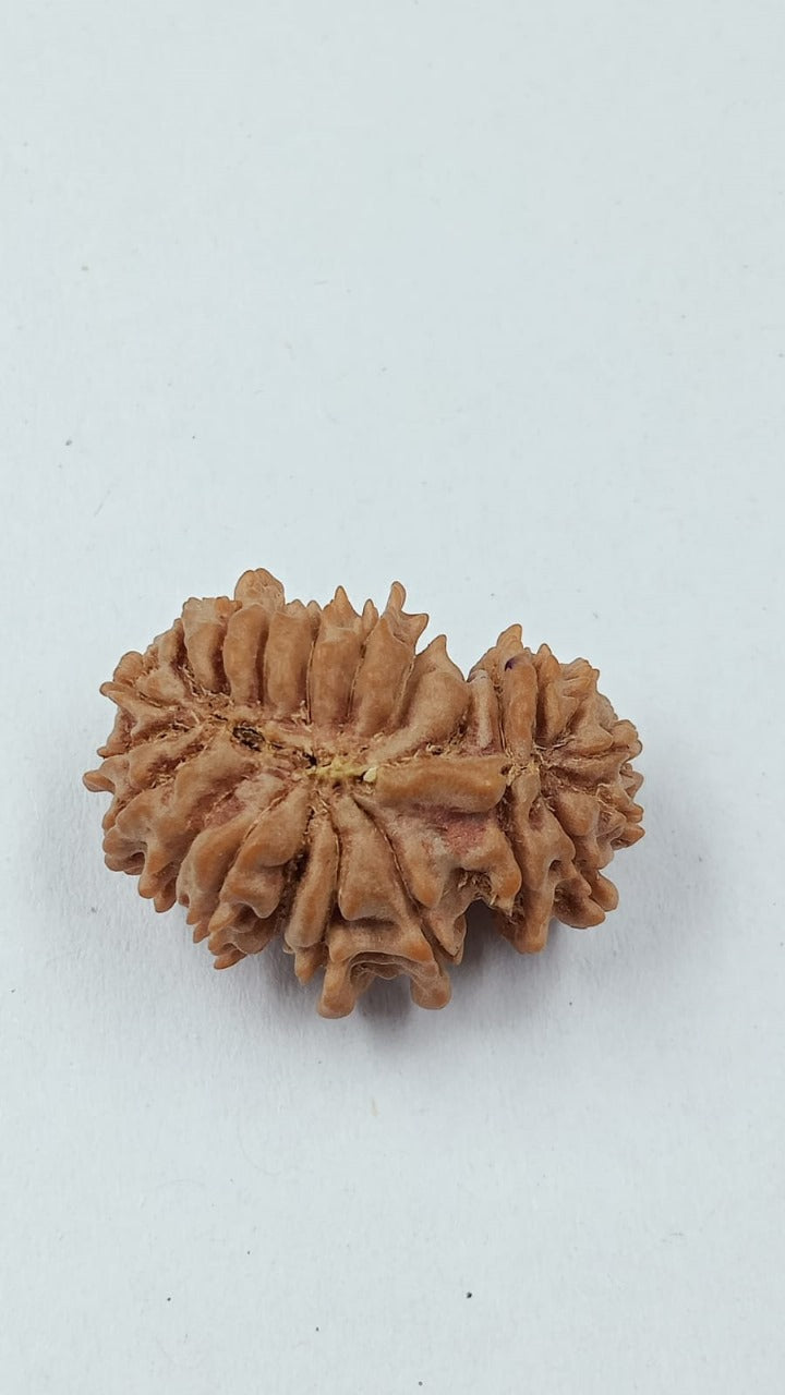 21 Mukhi - Rarest Nepal Rudraksha - Variant 2