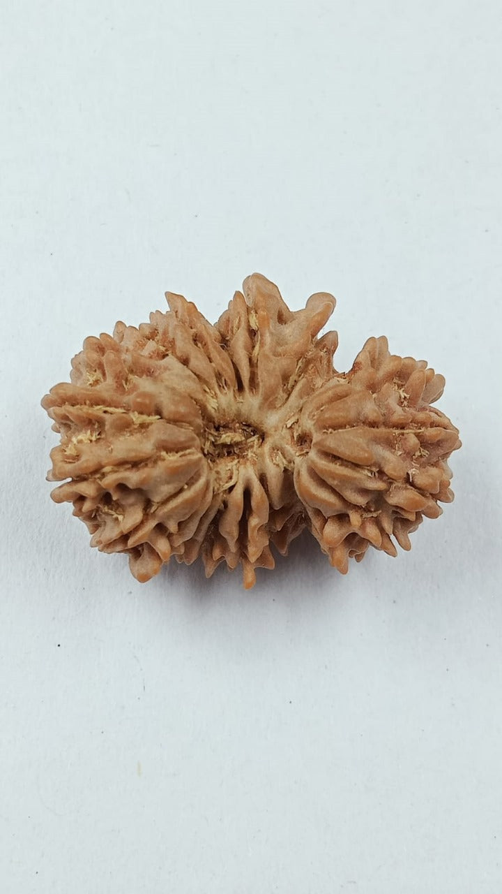 21 Mukhi - Rarest Nepal Rudraksha - Variant 2