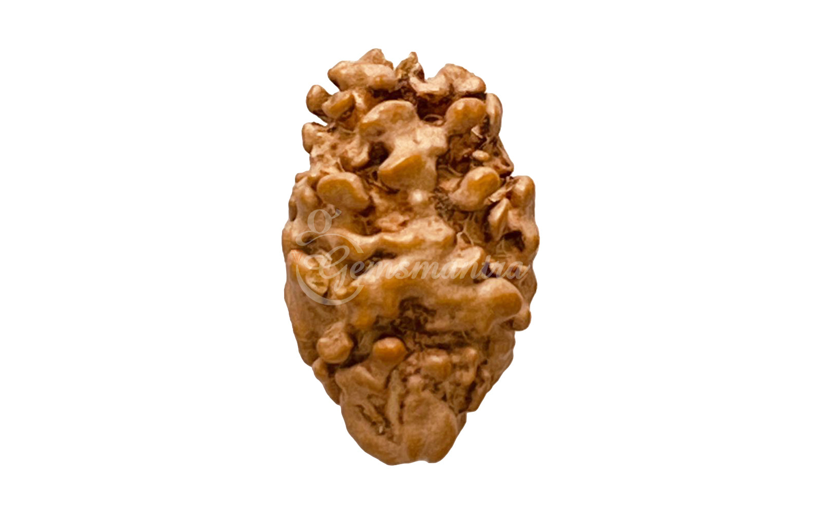 2 Mukhi Rudraksha (Nepali)