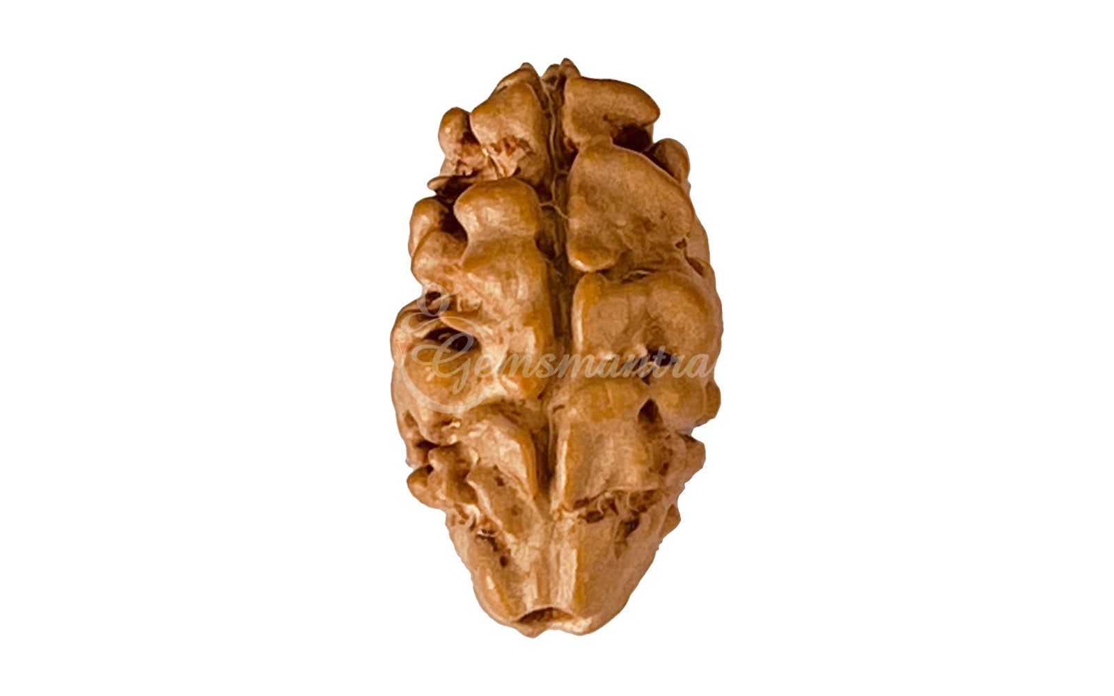 2 Mukhi Rudraksha (Nepali)