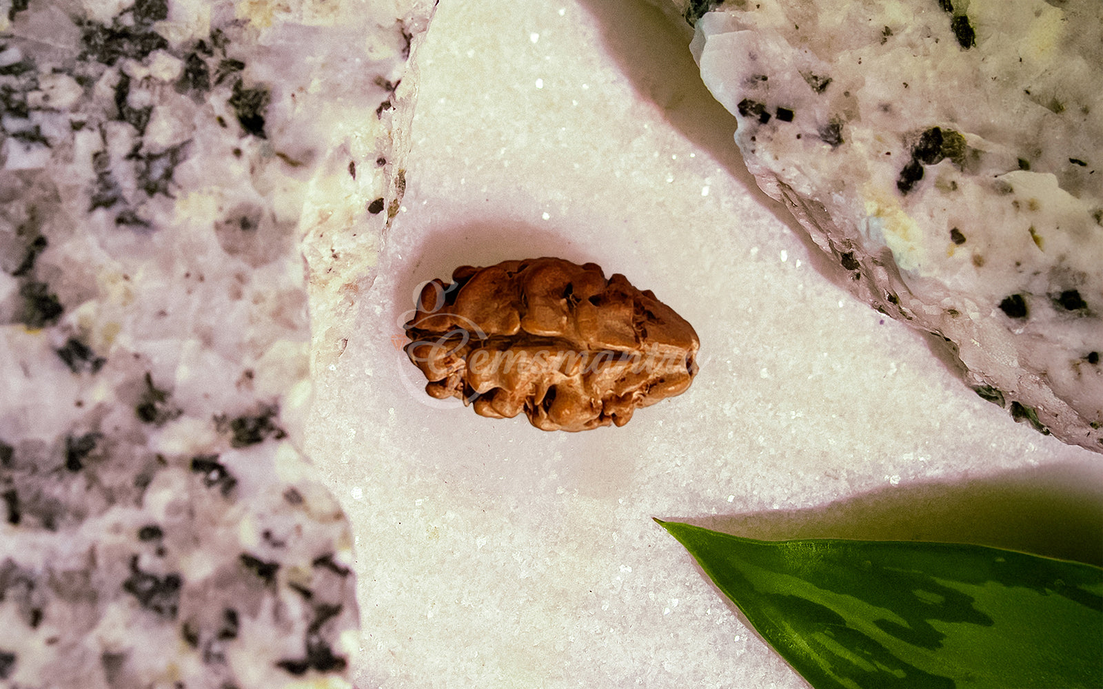 2 Mukhi Rudraksha (Nepali)