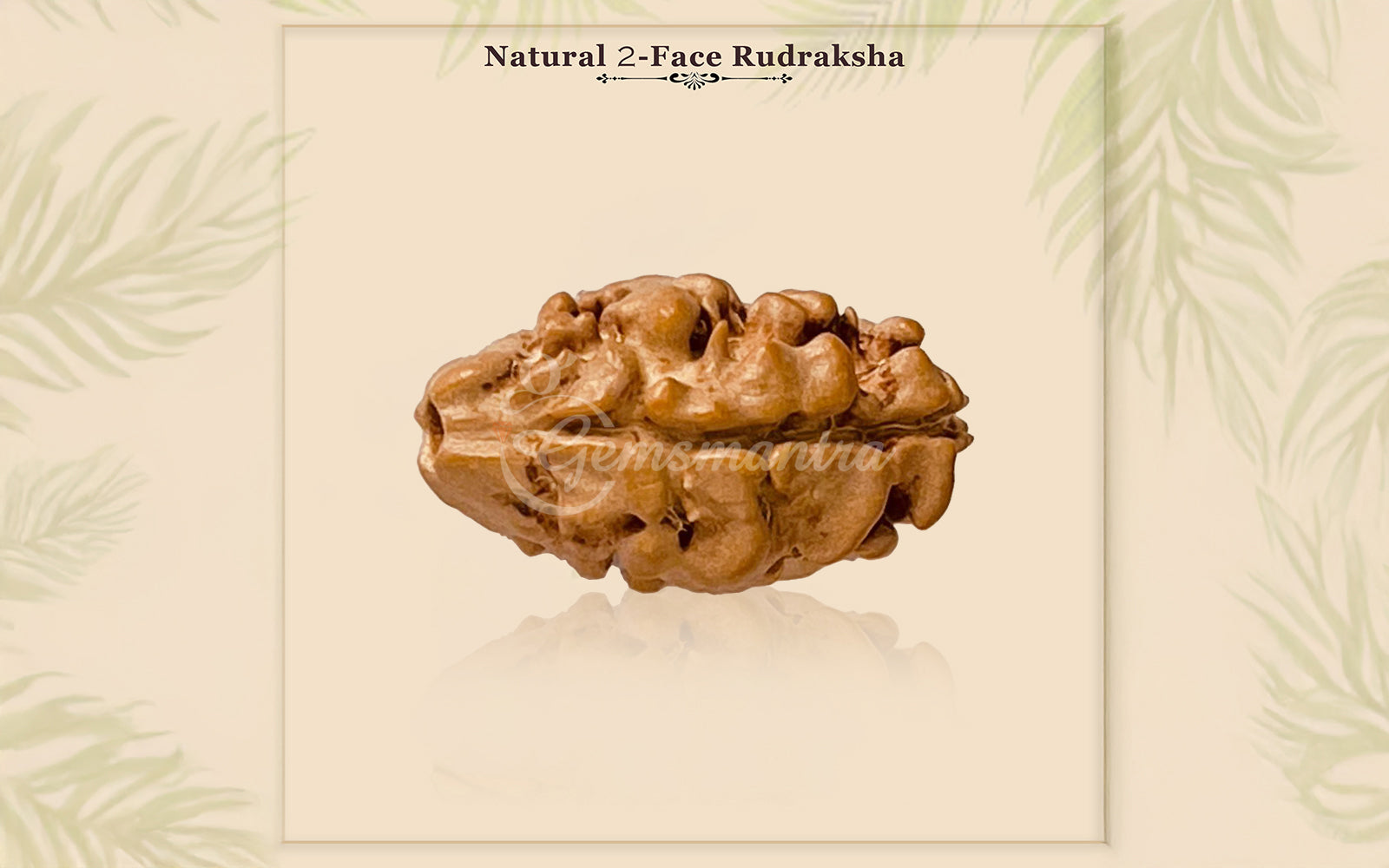 2 Mukhi Rudraksha (Nepali)