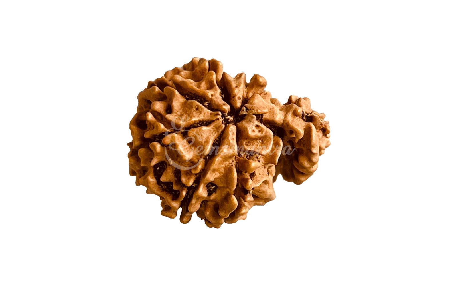 1 Mukhi Rudraksha Savar (Nepali)