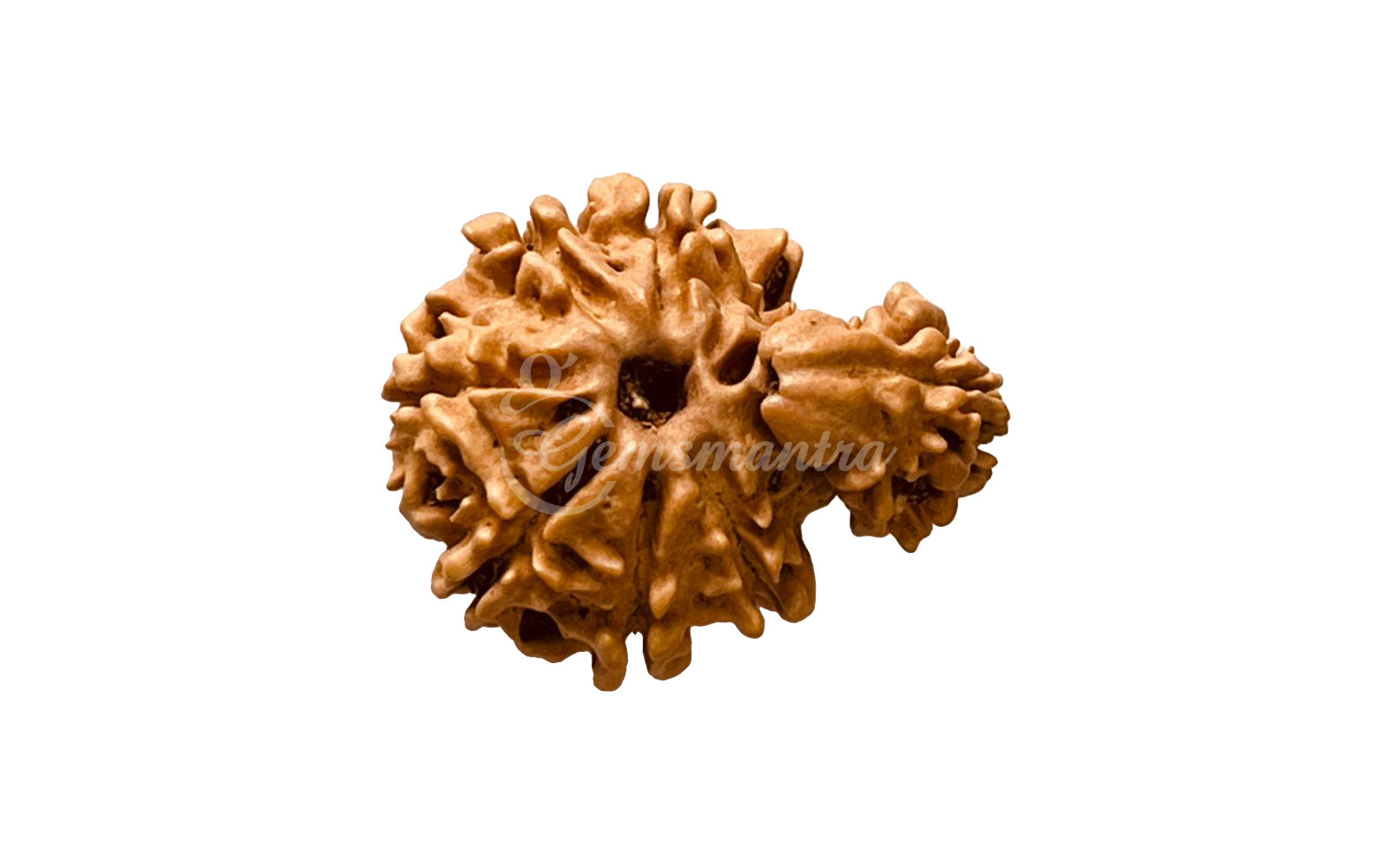 1 Mukhi Rudraksha Savar (Nepali)