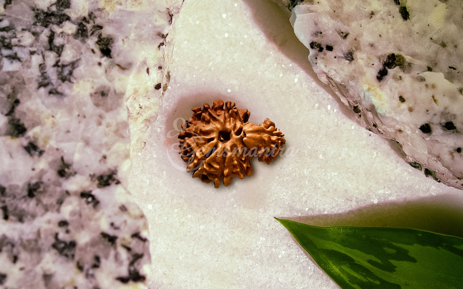 1 Mukhi Rudraksha Savar (Nepali)