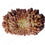 Natural 21 Mukhi Rudraksha (Nepali)