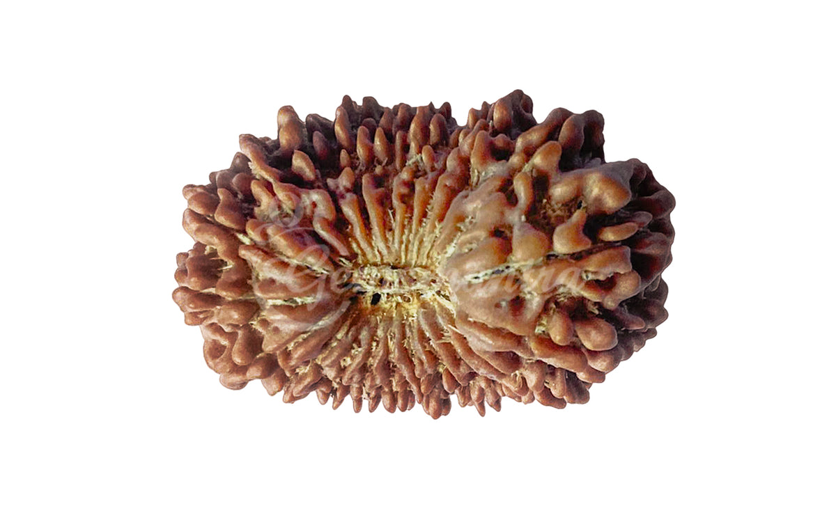 Natural 21 Mukhi Rudraksha – Original Nepali Bead