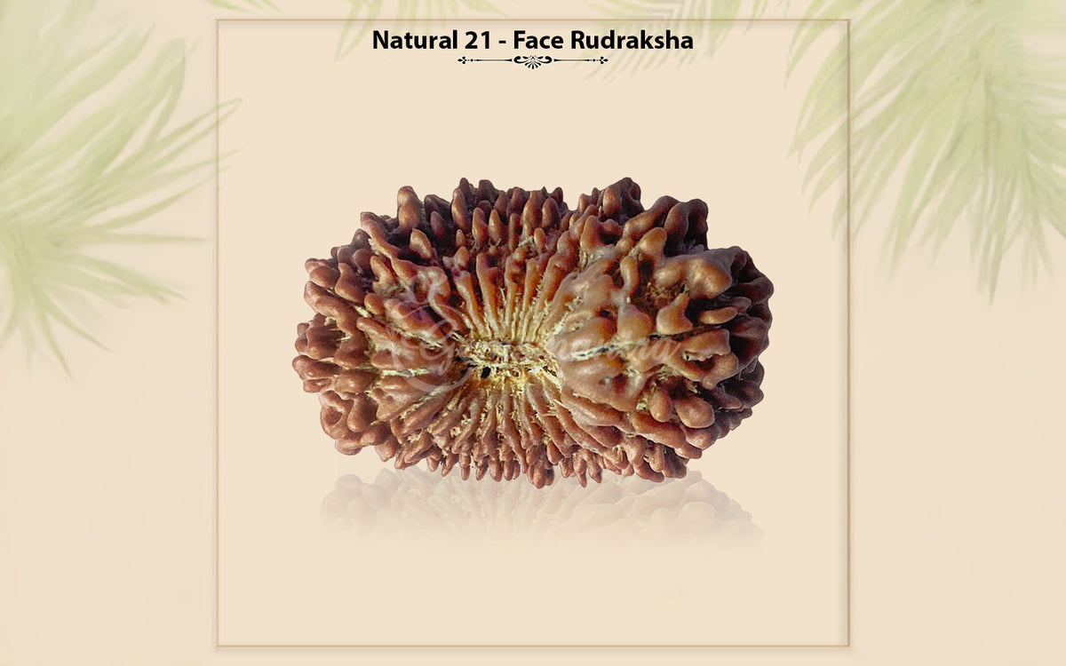 Natural 21 Mukhi Rudraksha – Original Nepali Bead