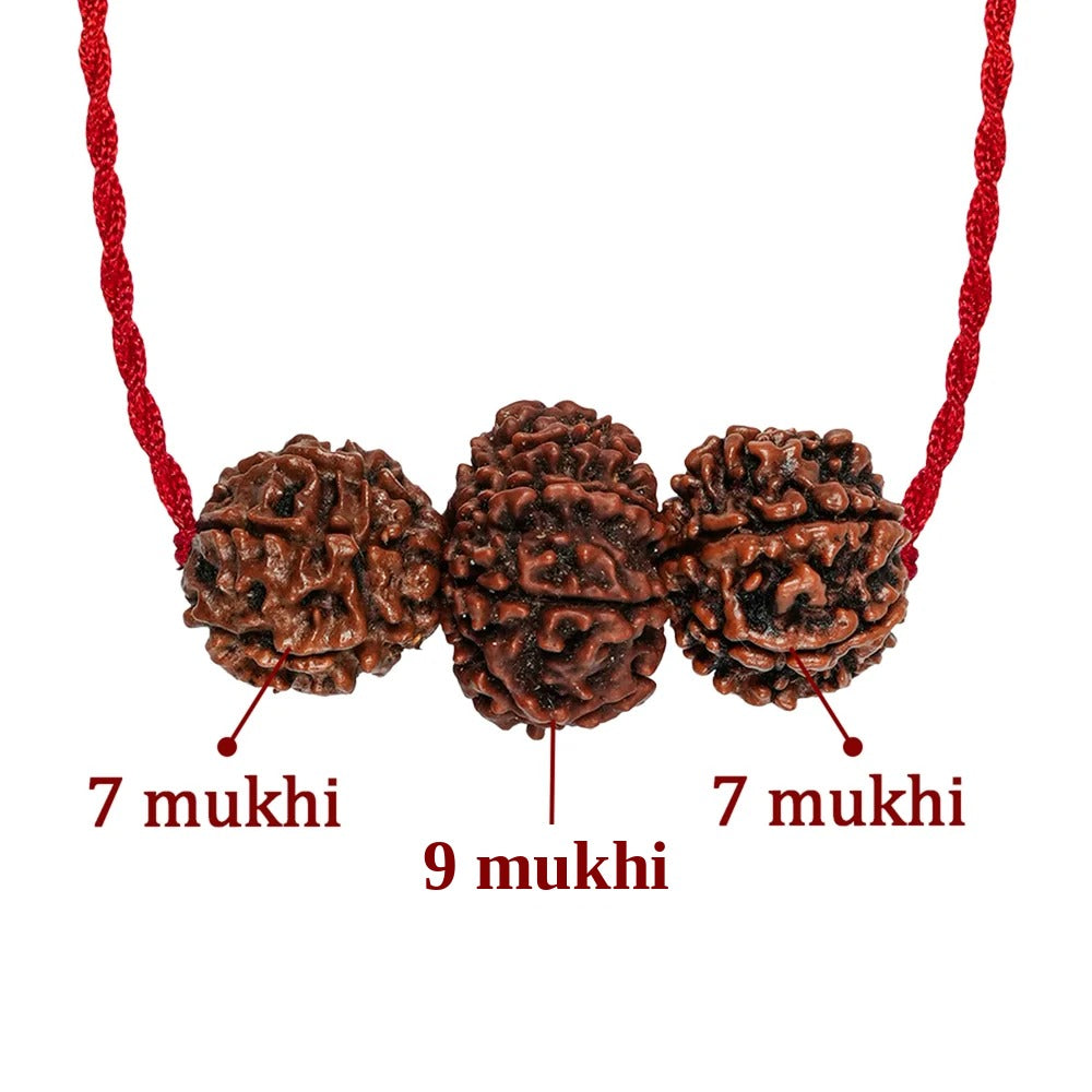 Shakti Kavach – 7 & 9 Mukhi Rudraksha