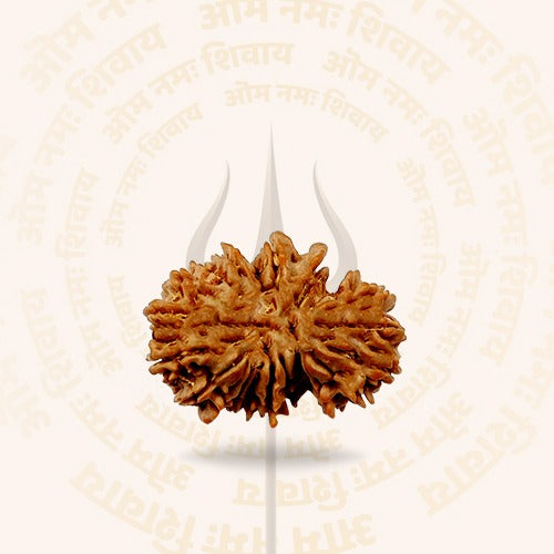 21 Mukhi - Rarest Nepal Rudraksha - variant 1