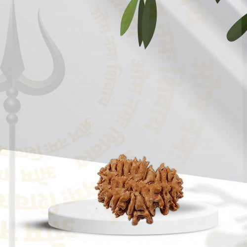 21 Mukhi - Rarest Nepal Rudraksha - Variant 2