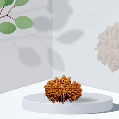 21 Mukhi - Rarest Nepal Rudraksha - Variant 2