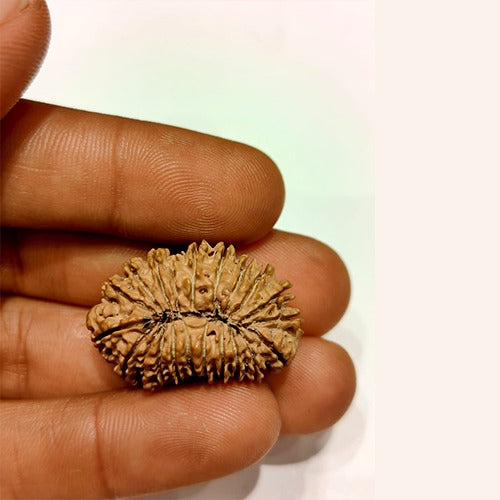 21 Mukhi - Rarest Nepal Rudraksha - variant 1