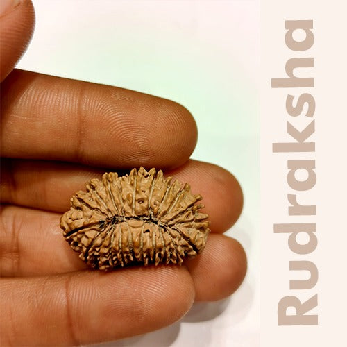 21 Mukhi - Rarest Nepal Rudraksha - Variant 2