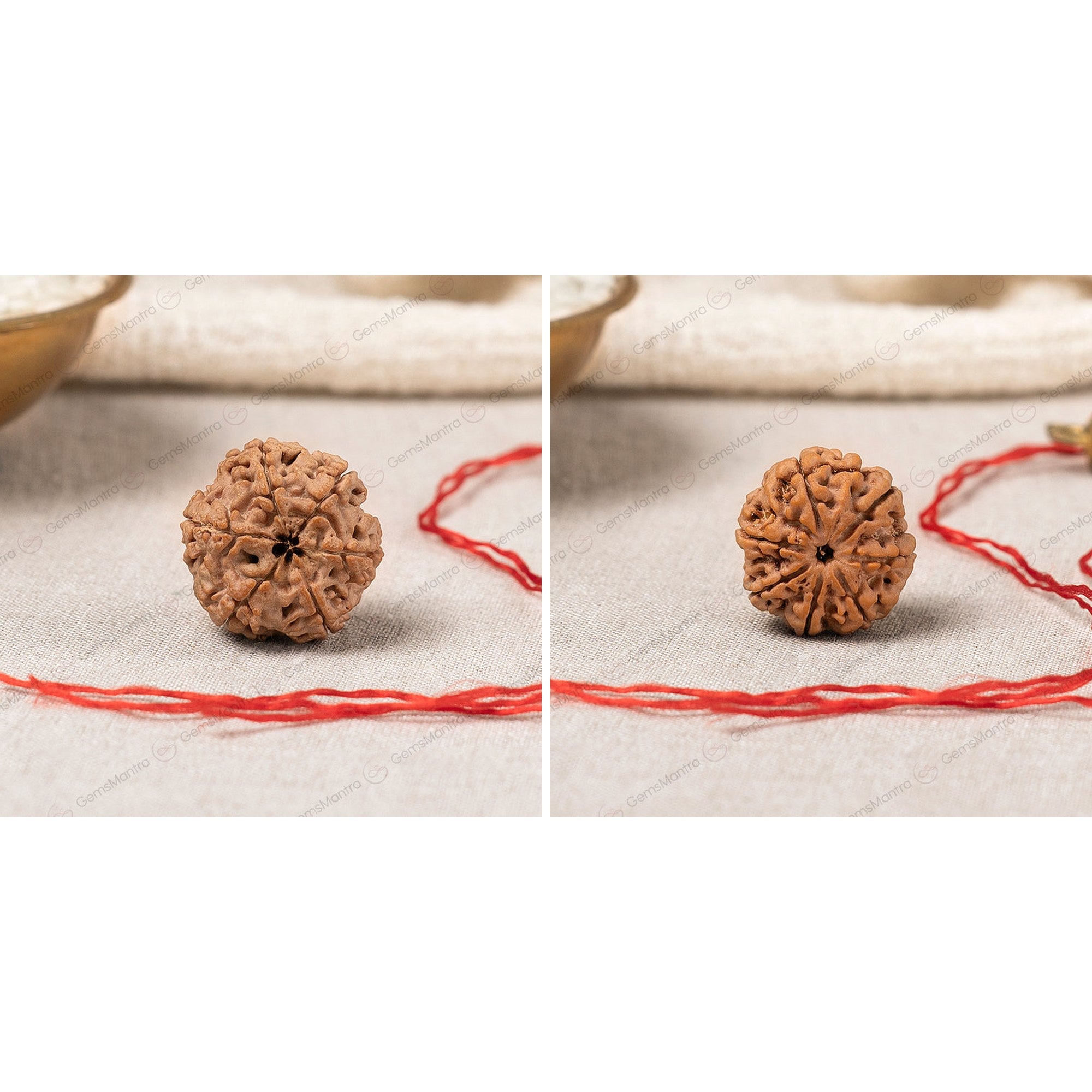 6 & 7 Mukhi Rudraksha Pair (Nepali) — Willpower & Wealth