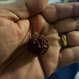 Customer photo: large 7 Mukhi Rudraksha held in hand