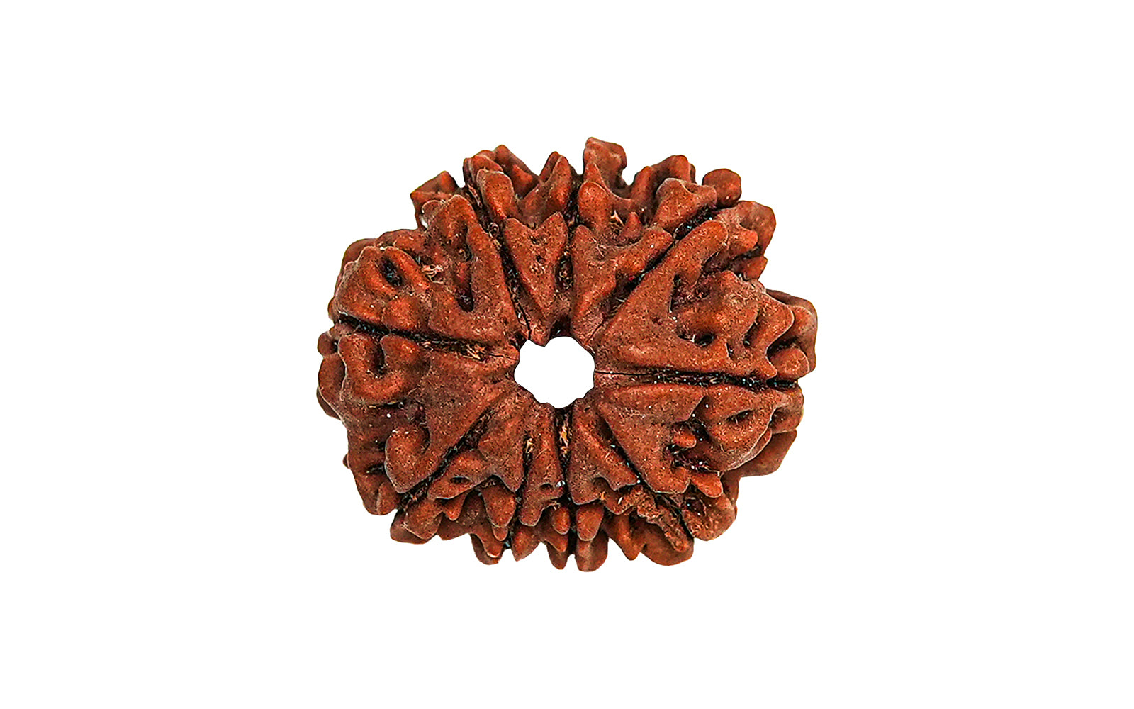 9 Mukhi Rudraksha (Nepali)