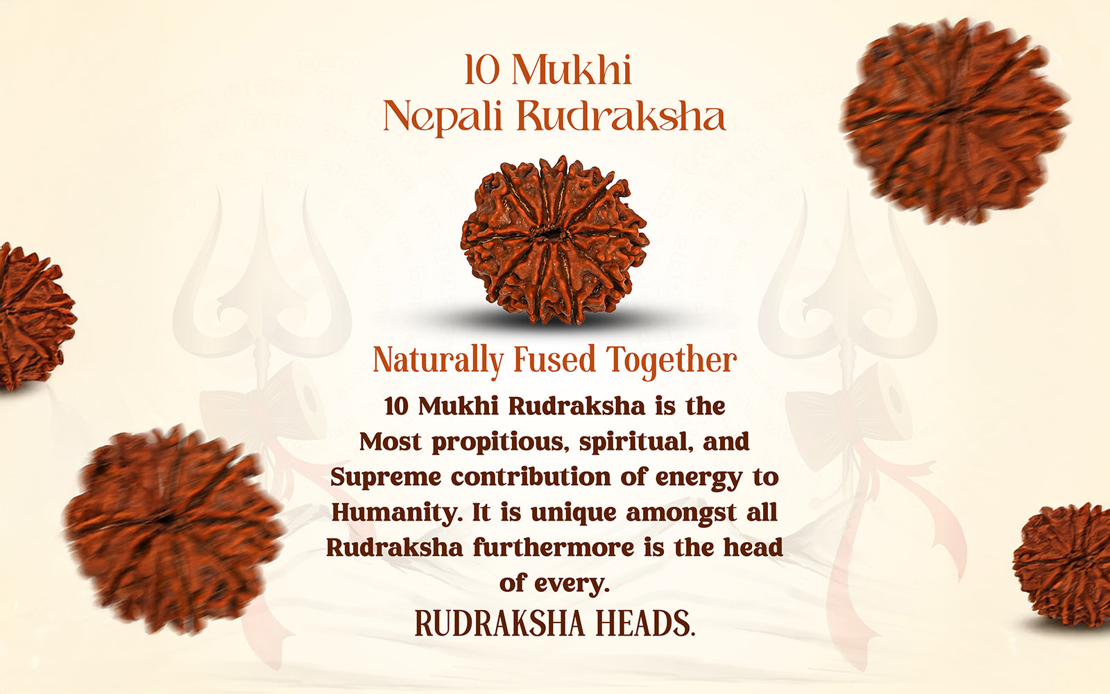 10 Mukhi Rudraksha (Nepali)