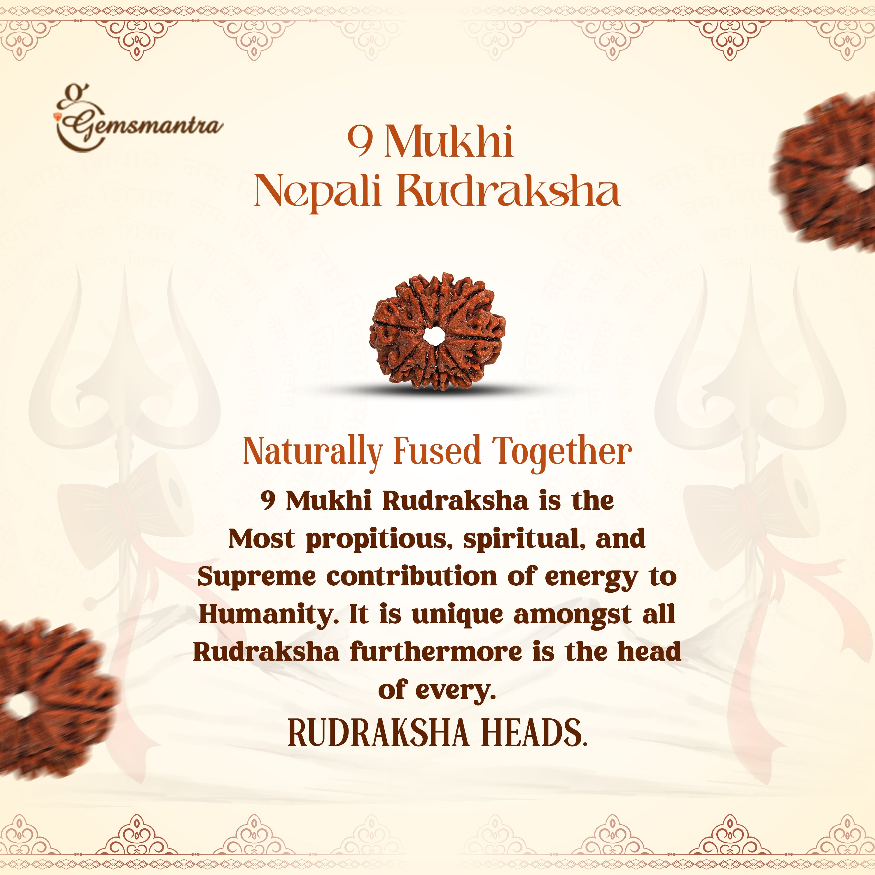 9 Mukhi Rudraksha (Nepali)