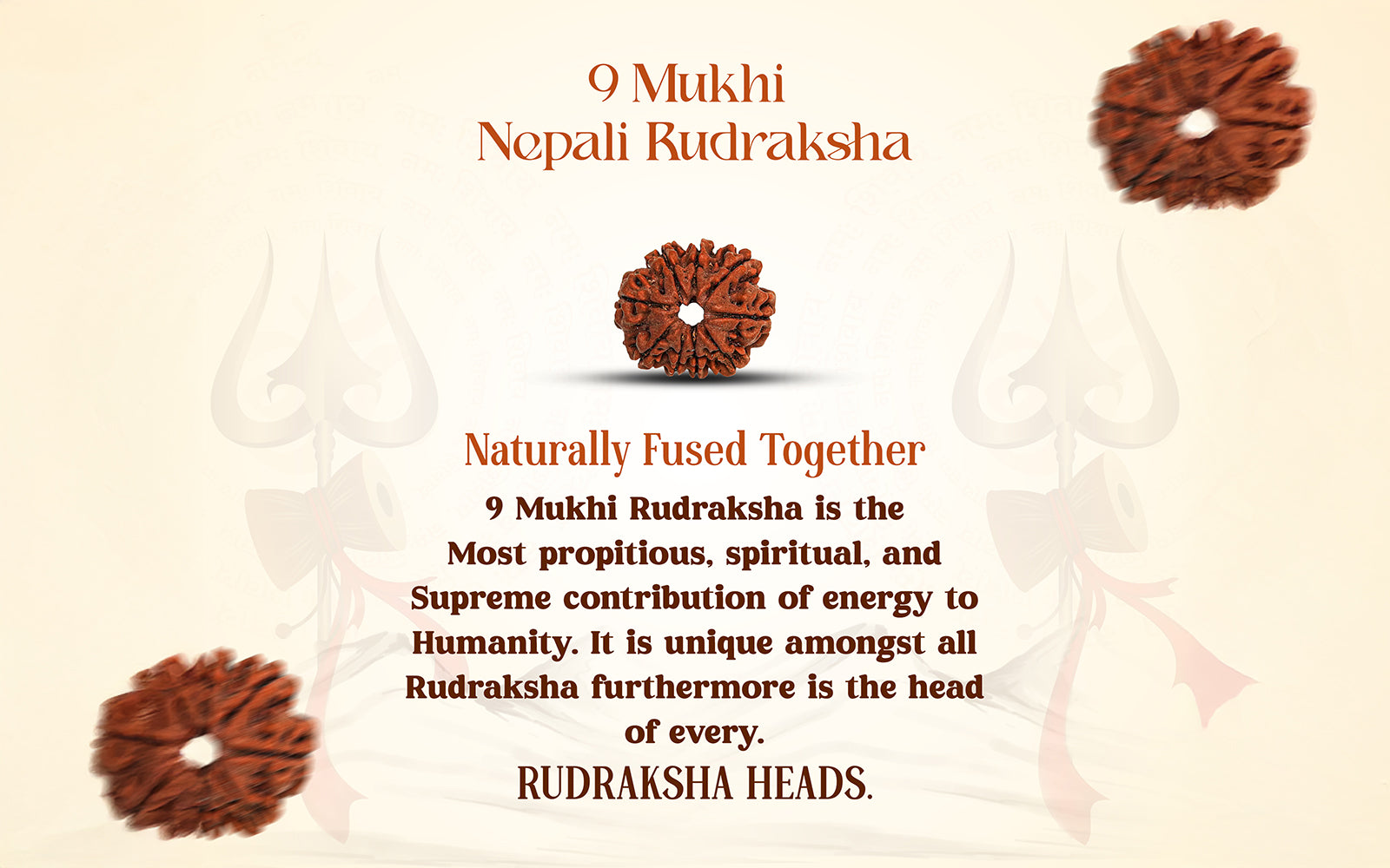 9 Mukhi Rudraksha (Nepali)