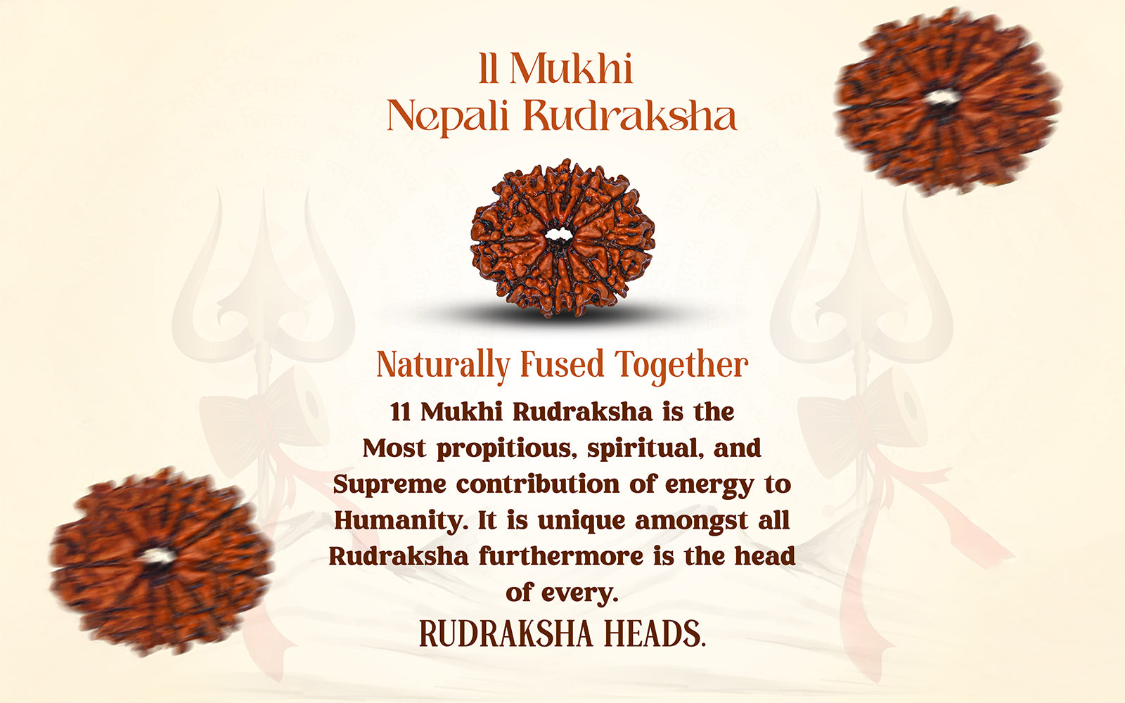 11 Mukhi Rudraksha (Nepali)