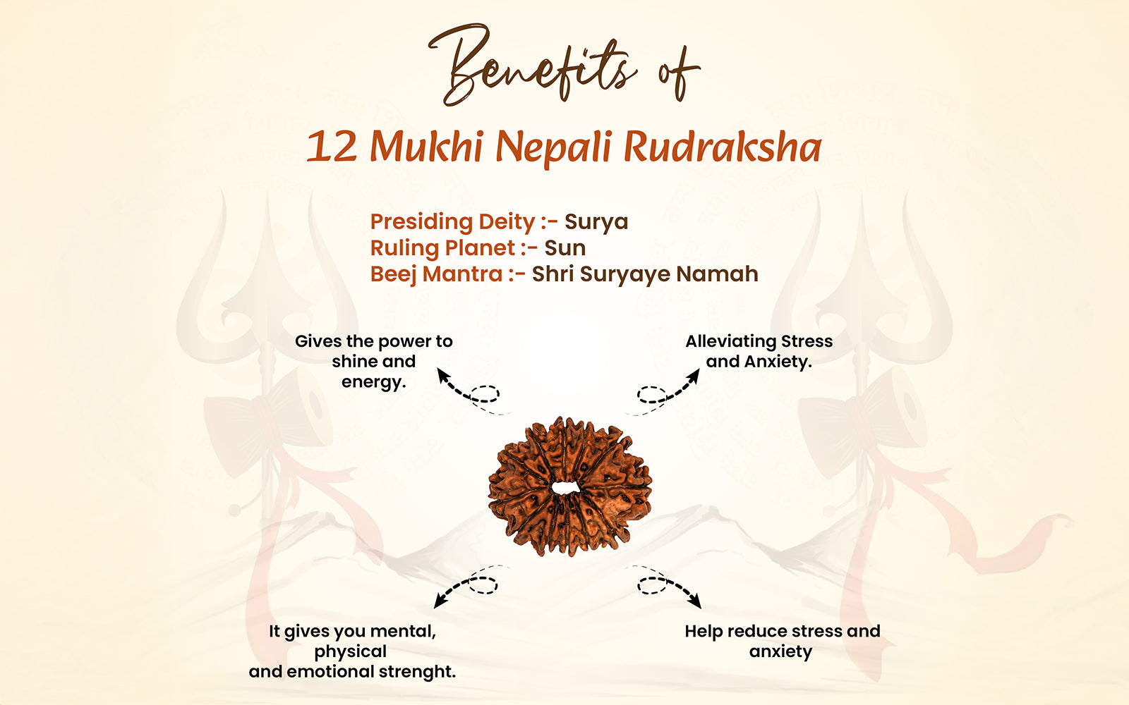 13 Mukhi Rudraksha (Nepali)