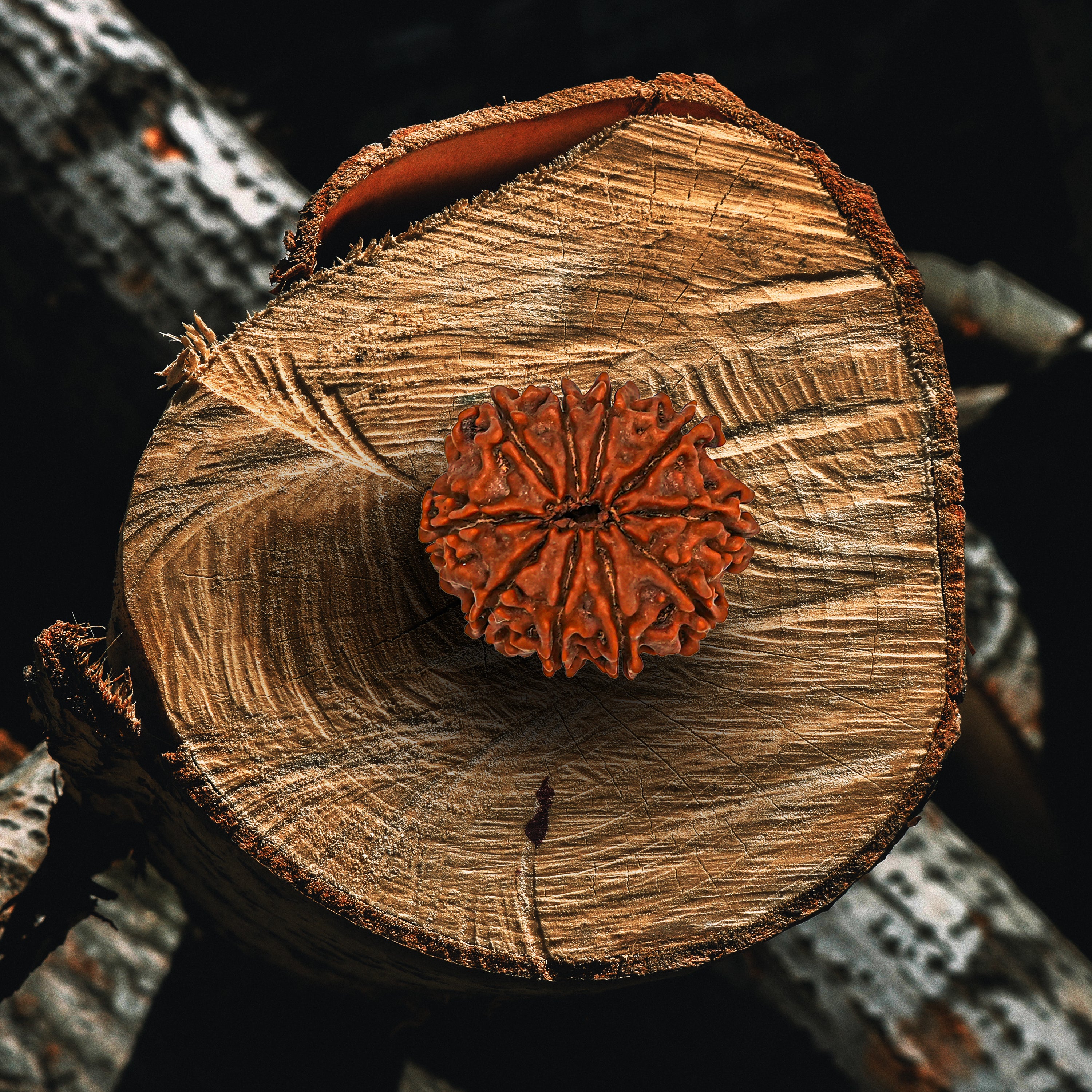 10 Mukhi Rudraksha (Nepali)