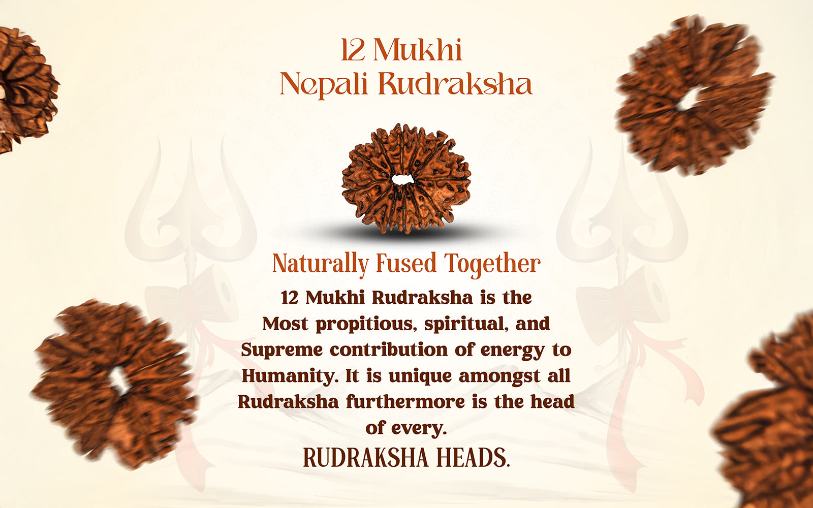 12 Mukhi Rudraksha (Nepali)