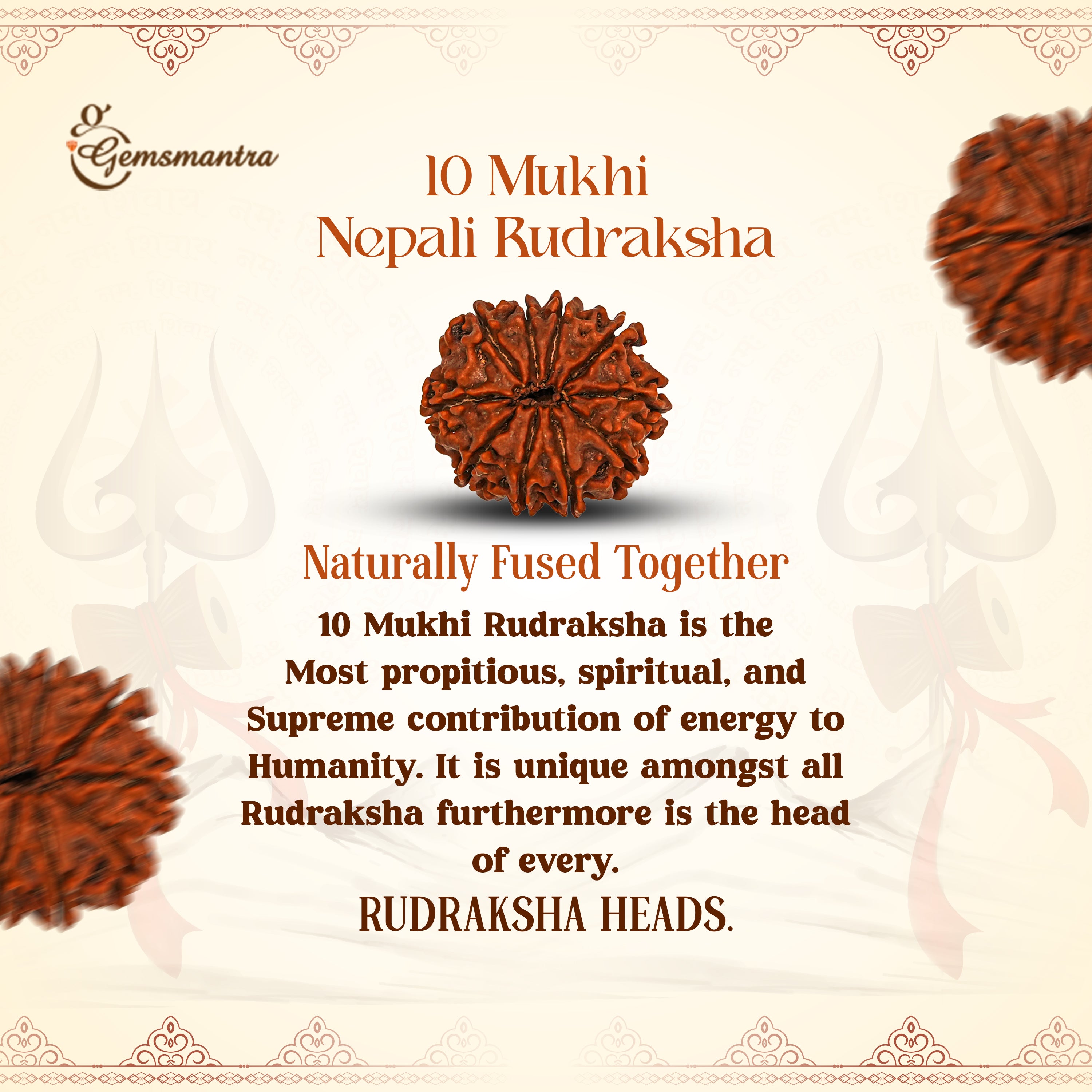 10 Mukhi Rudraksha (Nepali)