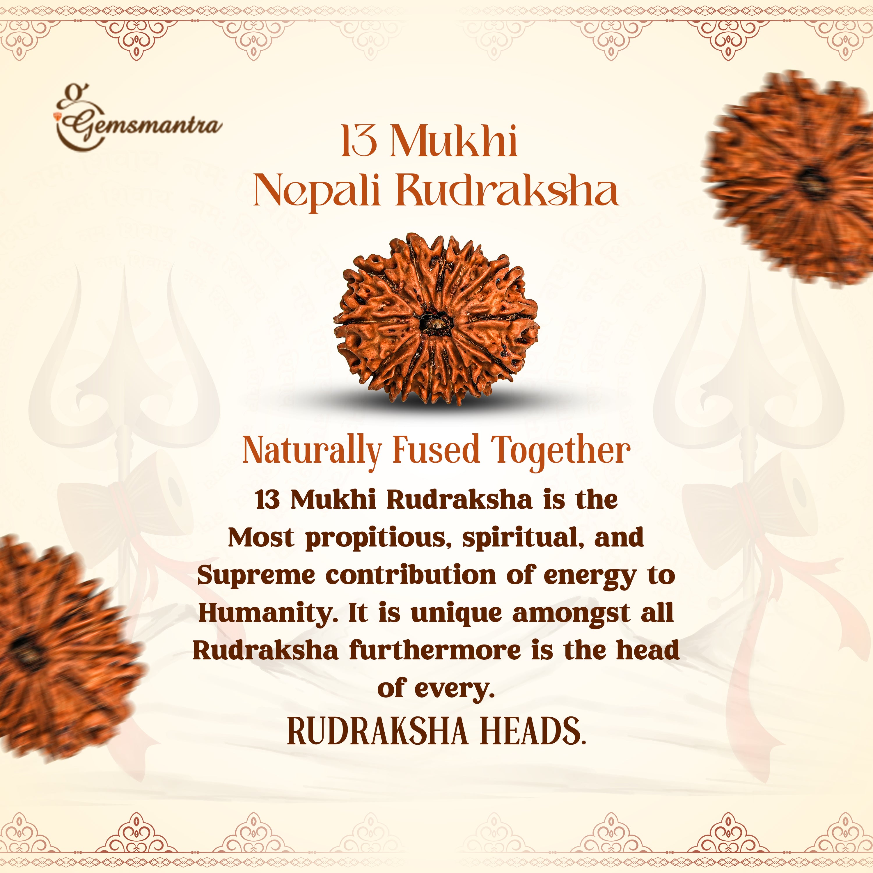 13 Mukhi Rudraksha (Nepali)