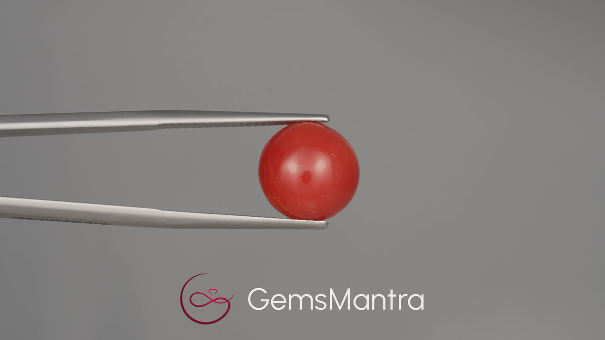 Red Coral (Moonga) - 6.46 Carats