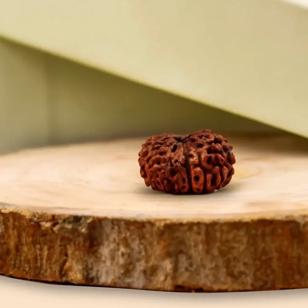 Natural 16 Mukhi Rudraksha