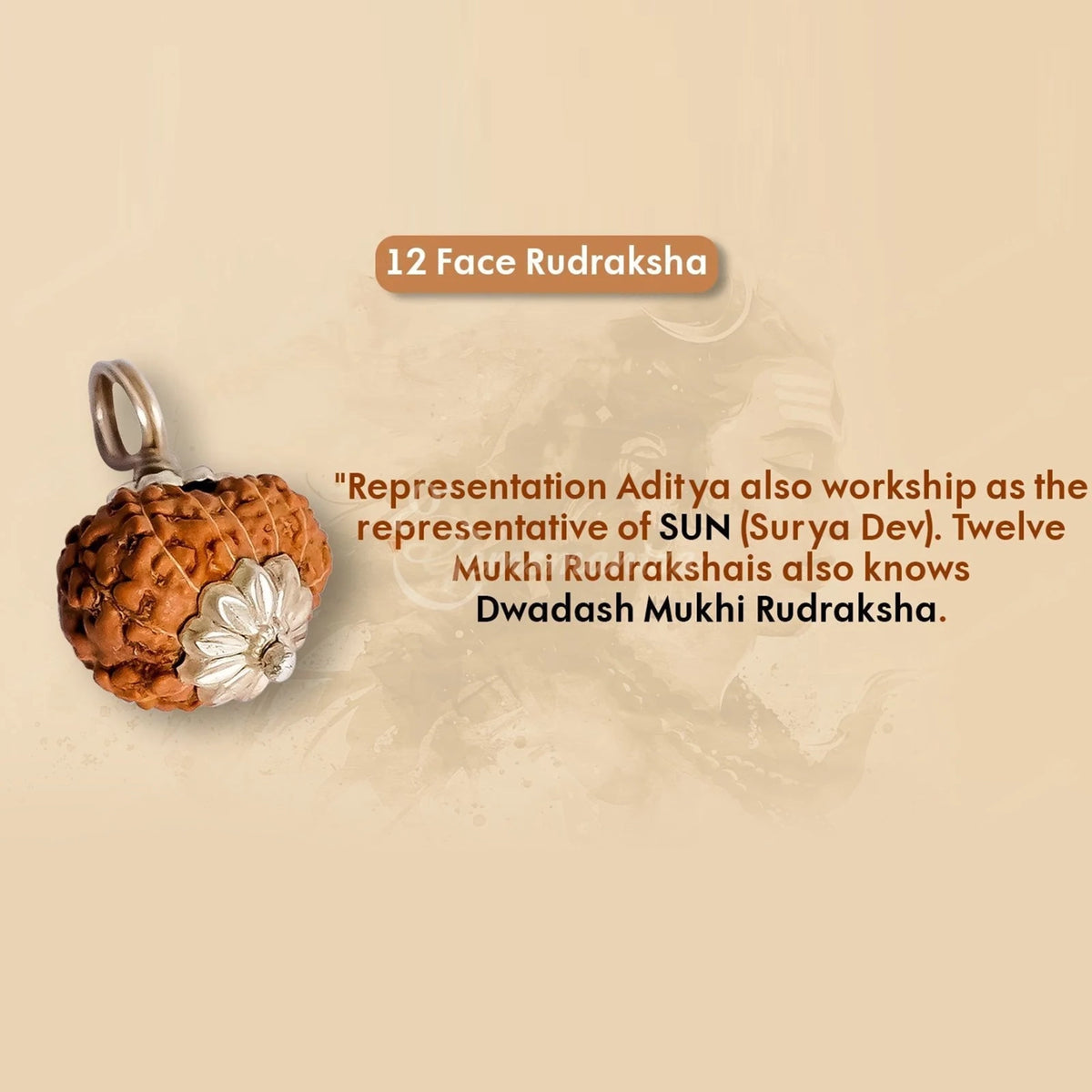12 Mukhi Rudraksha – Original Indonesian Bead