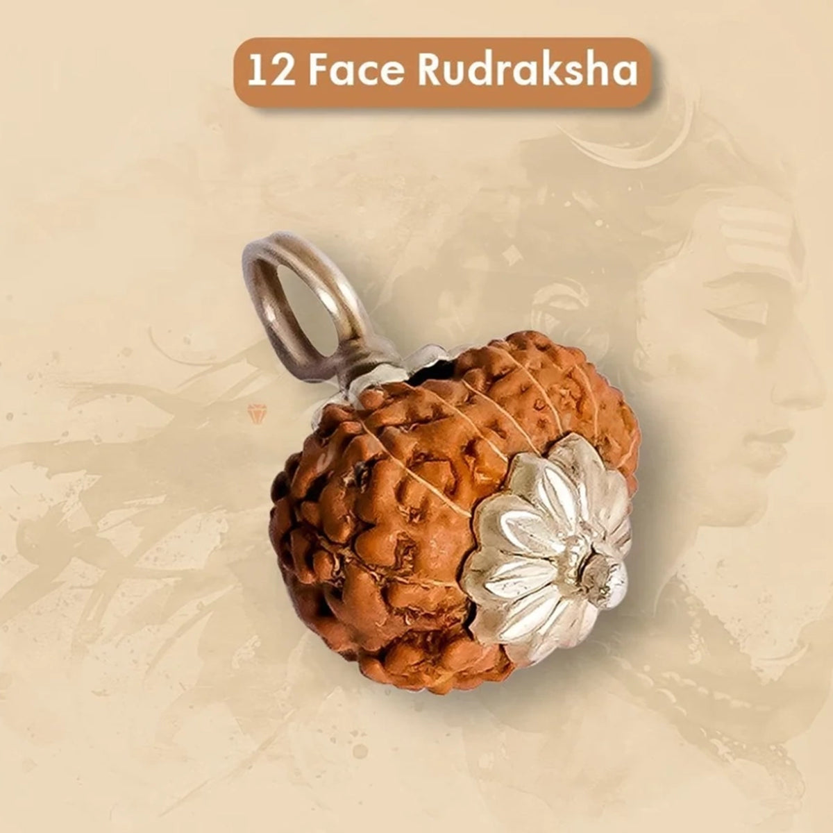 12 Mukhi Rudraksha – Original Indonesian Bead