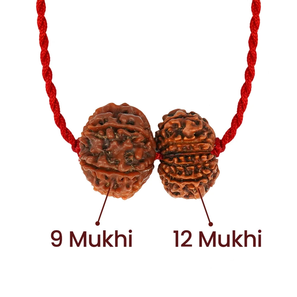 Surya-Ketu Grahan Dosh Kavach – 9 & 12 Mukhi Rudraksha