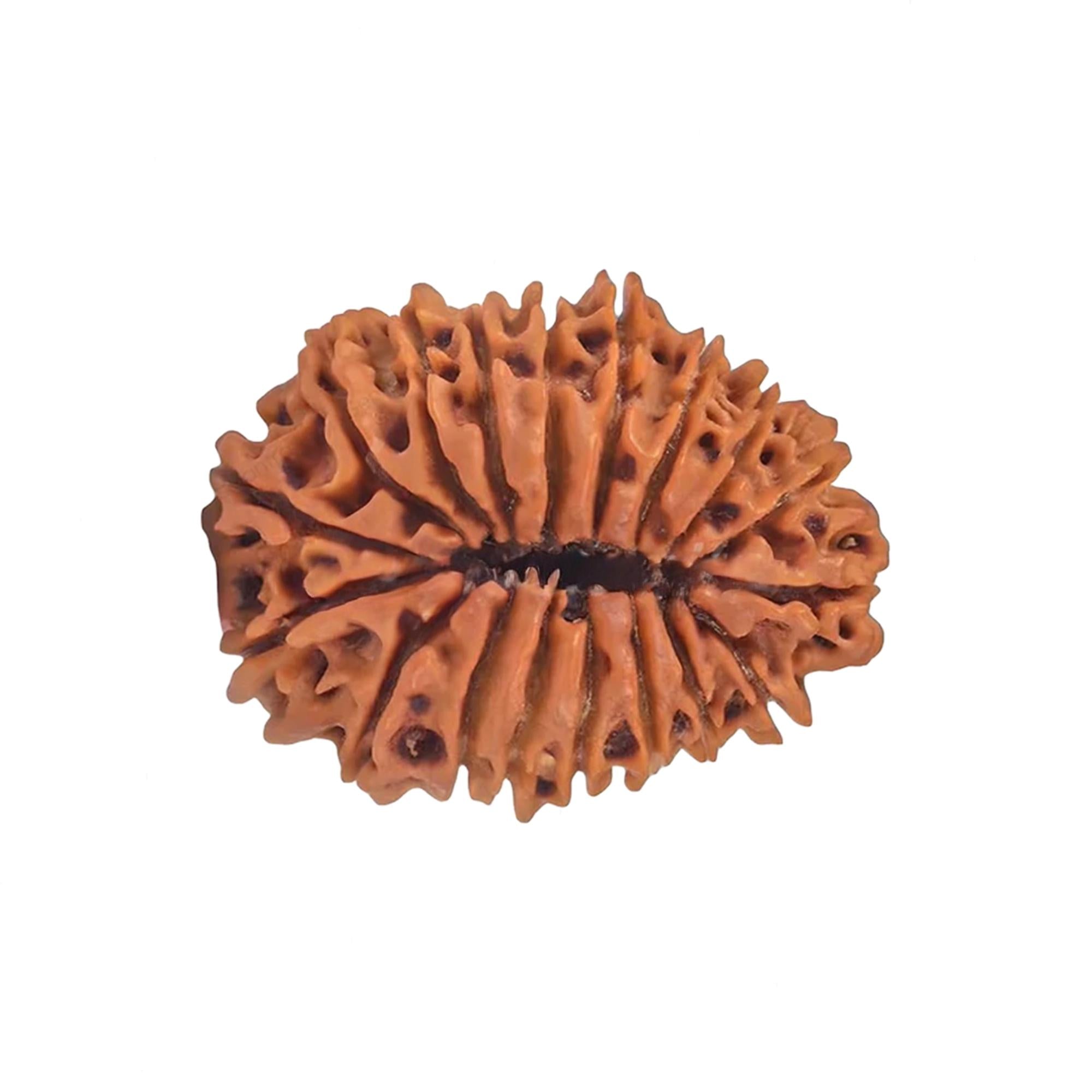 Natural 19 Mukhi Rudraksha – Original Nepali Bead