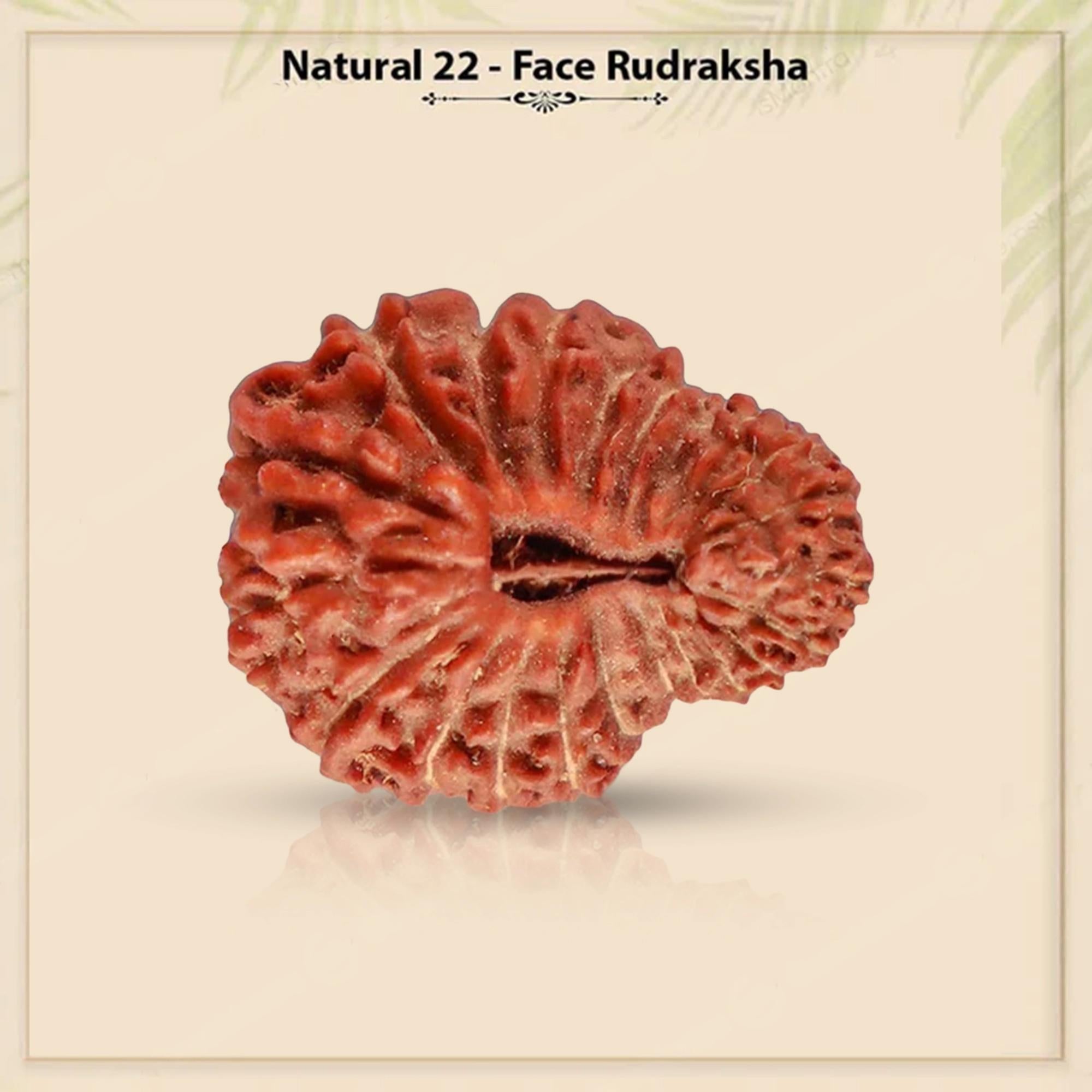 Natural 22 Mukhi Rudraksha – Original Indonesian Bead