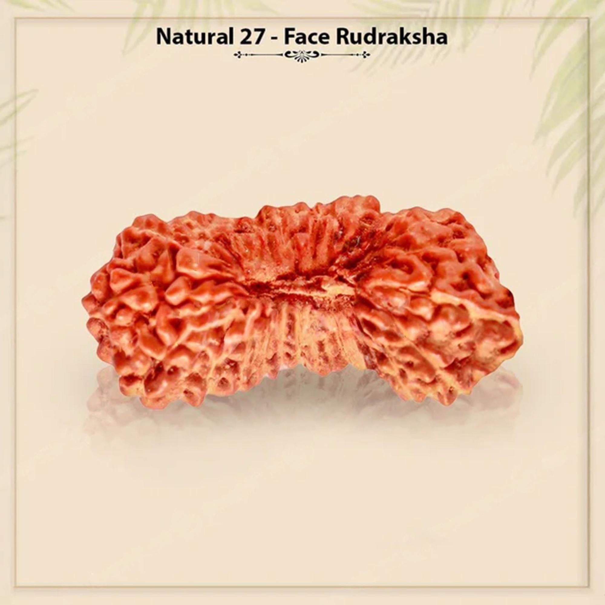 Natural 27 Mukhi Rudraksha – Original Indonesian Bead