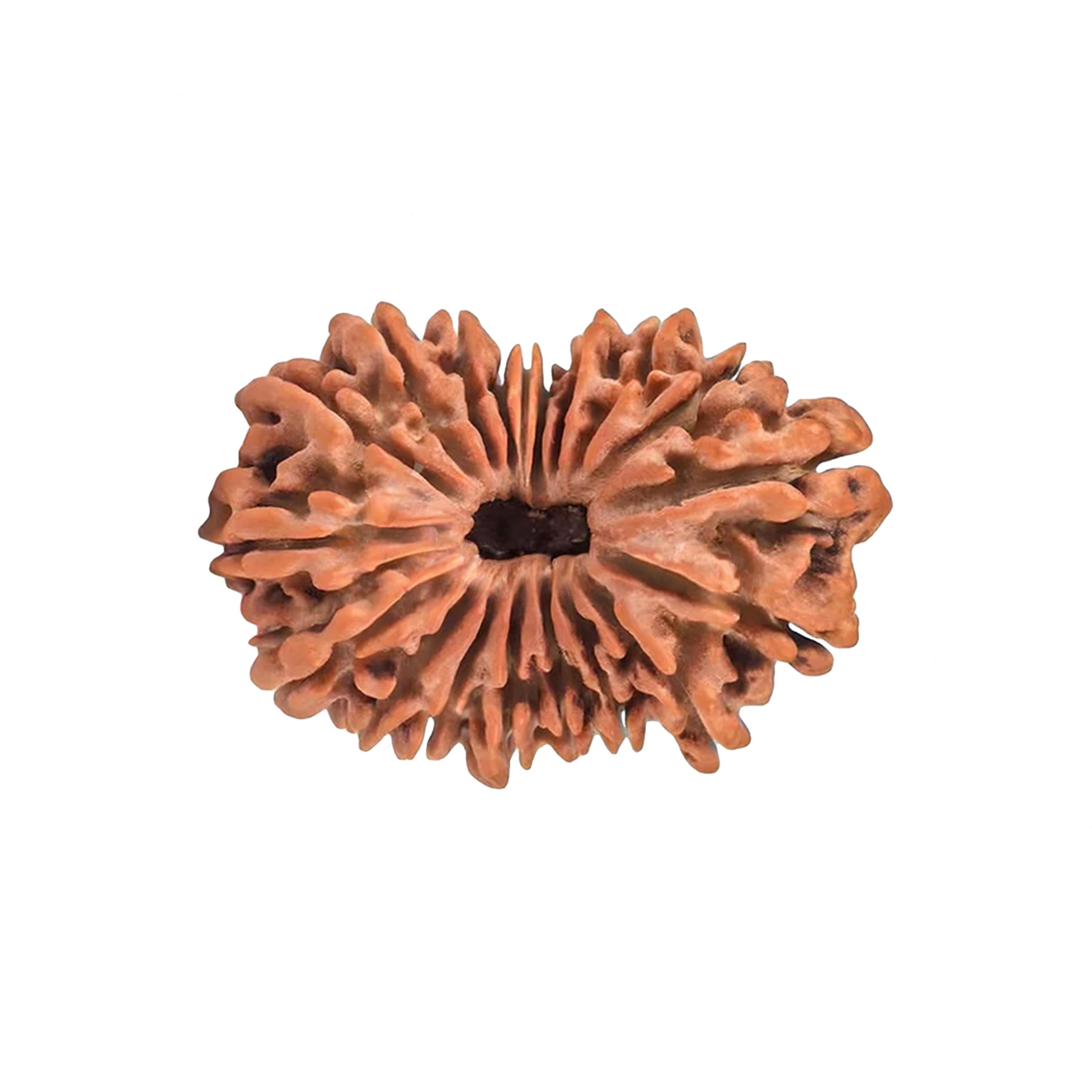 Natural 19 Mukhi Rudraksha – Original Nepali Bead