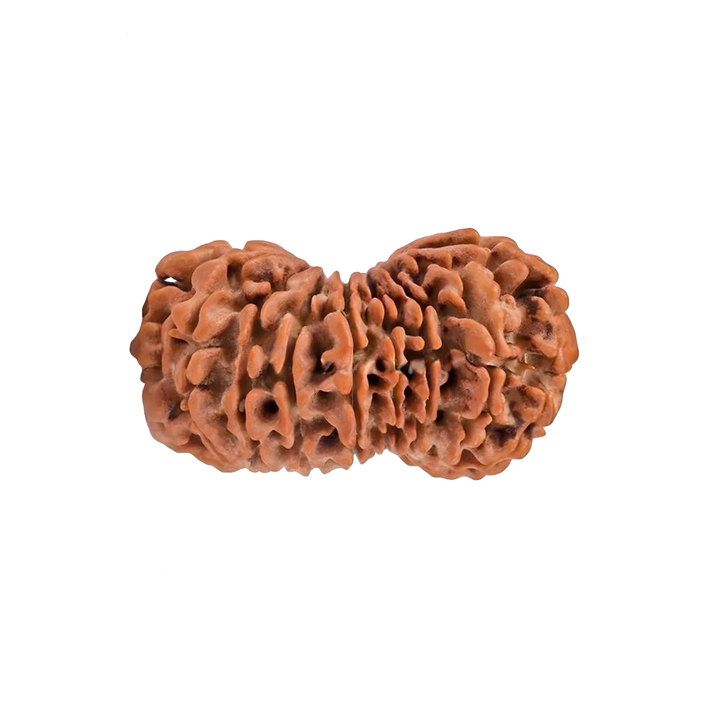 Natural 19 Mukhi Rudraksha – Original Nepali Bead