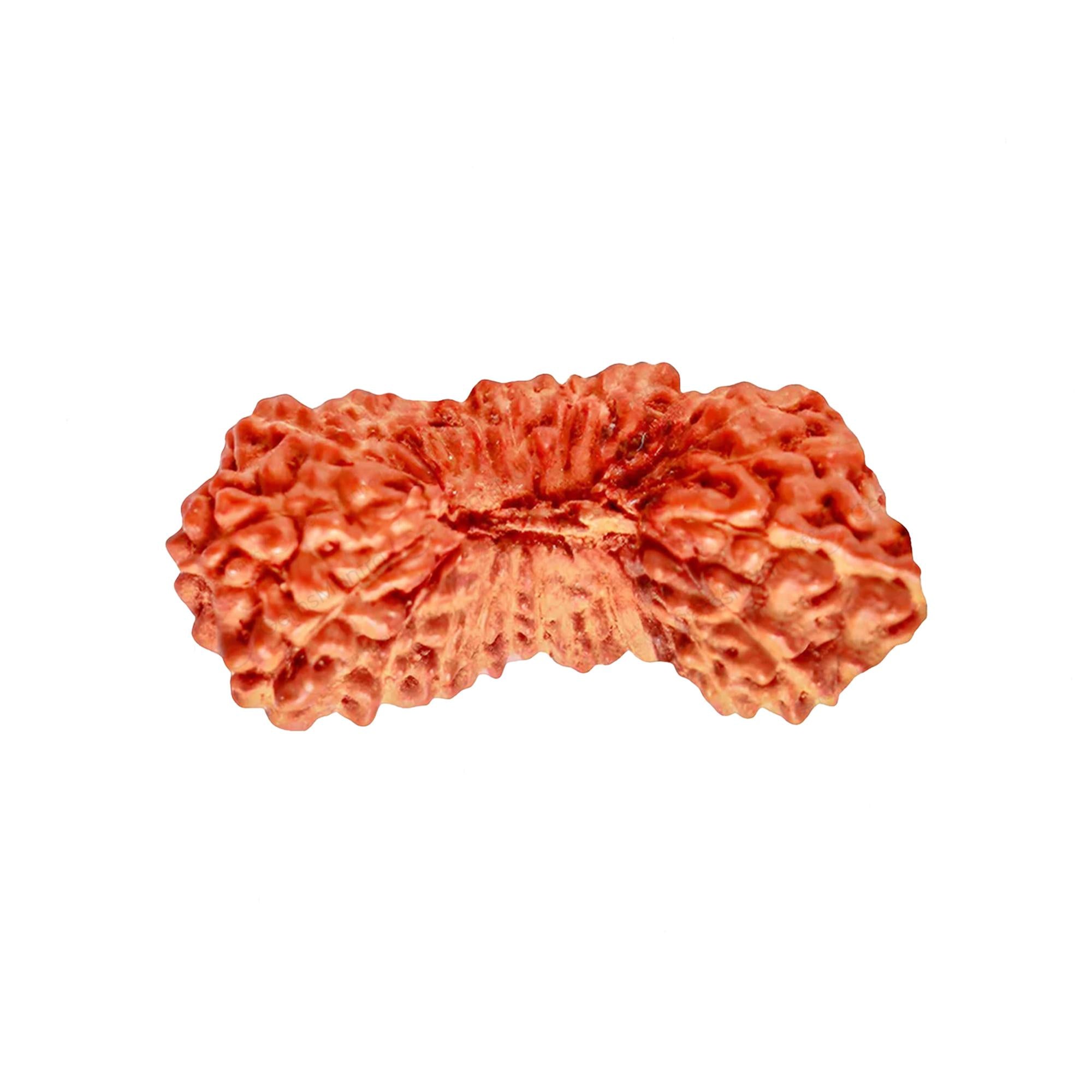 Natural 27 Mukhi Rudraksha – Original Indonesian Bead