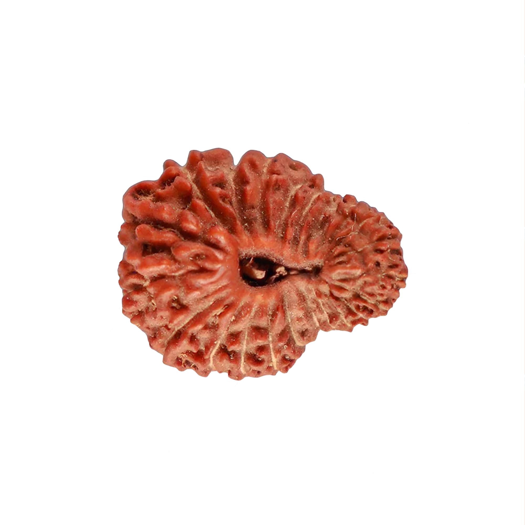 Natural 22 Mukhi Rudraksha – Original Indonesian Bead