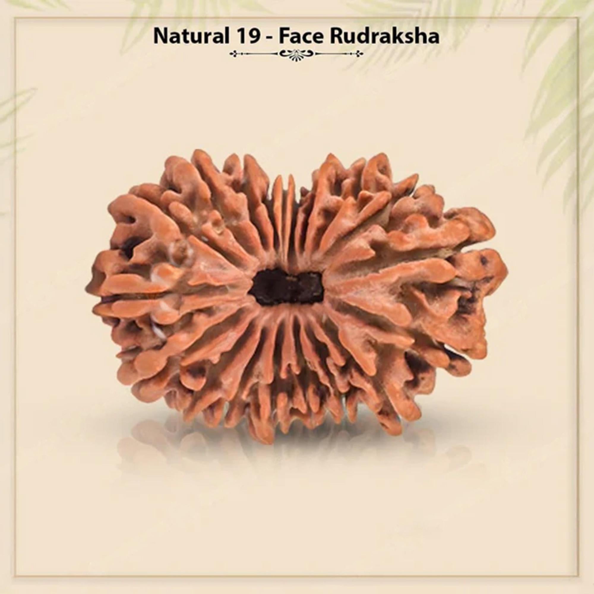 Natural 19 Mukhi Rudraksha – Original Nepali Bead