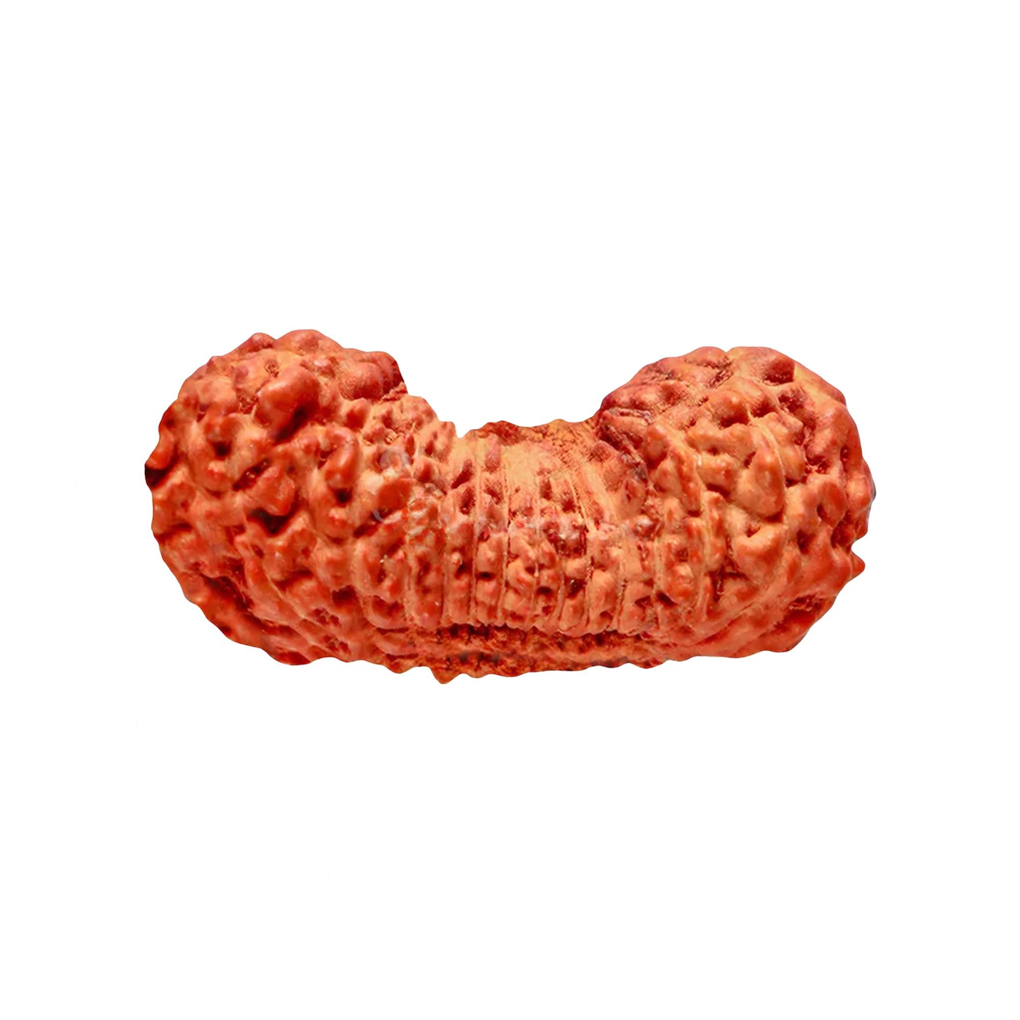 Natural 27 Mukhi Rudraksha – Original Indonesian Bead