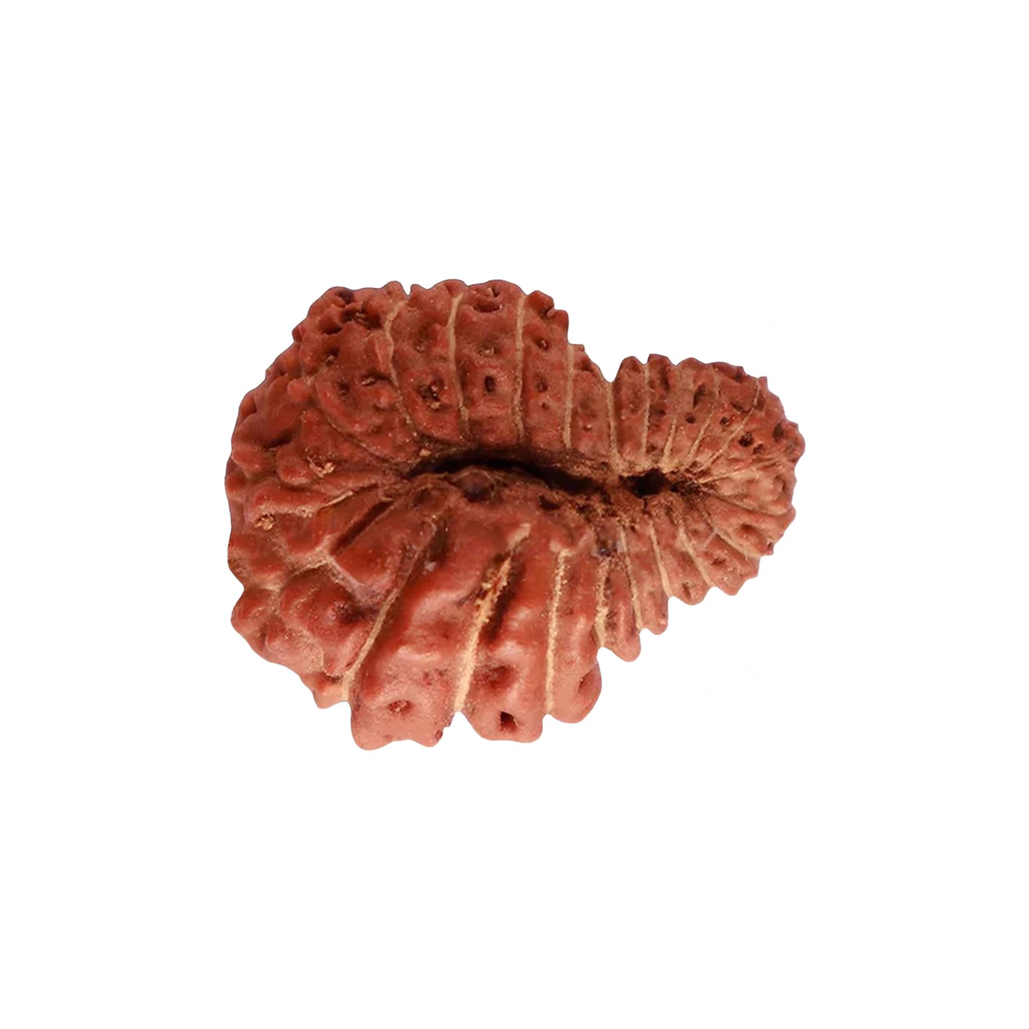 Natural 22 Mukhi Rudraksha – Original Indonesian Bead